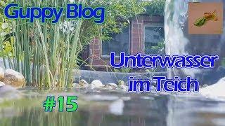 Guppy Blog Folge #15 | Unterwasser_füttern_Temperaturen | Guppys vom Aquarium bis Teich 2017