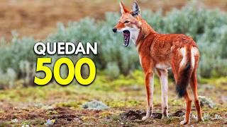 Conoce al LOBO más RARO del MUNDO