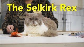 The Selkirk Rex at a TICA Cat Show