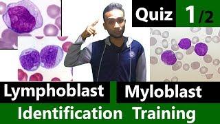 Myeloblast Vs Lymphoblast Identification Training Quiz (1/2)