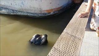 VIDEO: Sea lion grabs girl and pulls her into water