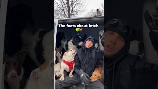 The facts about fetch. What do you think? #dog #dogtraining #dogpsychology