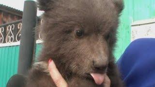 CUTE: Orphaned bear cub adopted by Russian family