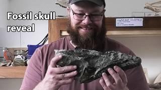 Fossil hunter extracts a fossil skull after CT scan