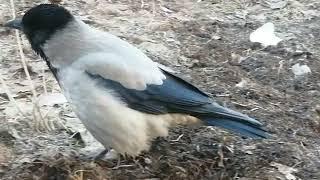 Пуховая ворона Малая ведет осмотр территории \ Fluffy crow Smalls takes a stroll across her turf