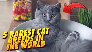 5 Rarest Cat Breeds In The World