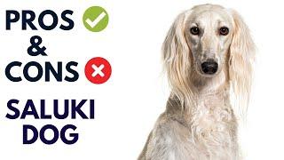 Saluki Dog Breed Pros and Cons | Saluki Dog Advantages and Disadvantages #AnimalPlatoon