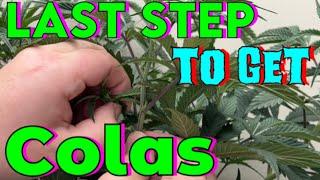 How to grow big buds - Setting up for success