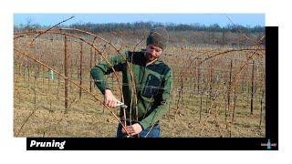 V02 - Pruning | Simont & Sirch | The first step to quality