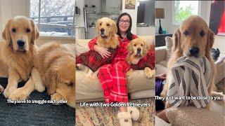 What Life Is Like Wth Two Golden Retrievers