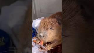 This Adorable Beaver Is So Friendly