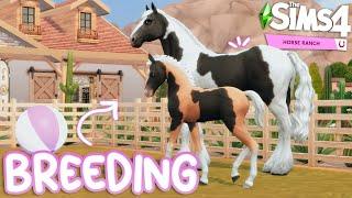 BREEDING RESCUE HORSES | The Sims 4