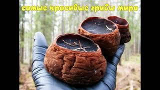 САМЫЕ КРАСИВЫЕ ГРИБЫ МИРА