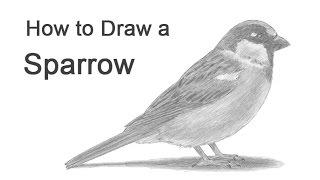 How to Draw a Bird (House Sparrow)