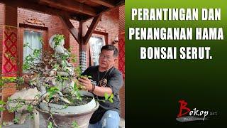 PERANTINGAN DAN PENANGANAN HAMA BONSAI SERUT