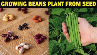 How to grow BEANS From SEED | How to grow Beans at Home