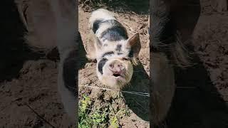 Salsa with Pigs, Goats & Chickens at Ferngully Farm