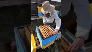 пересаживаю в новый улей#dobrosot #honey