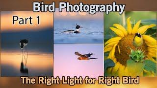 The Right Light for the Right Bird - Part 1