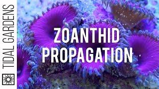 Zoanthid and Palythoa Coral Propagation