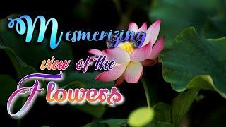 Mesmerizing view of the flowers • Lively Music • Relaxing Video