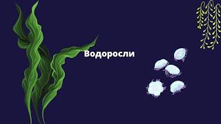 Водоросли