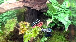 Dendrobates Tinctorius "Oyapok"