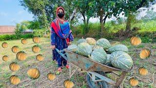 Petha Kaddu  Harvesting in My Fields  Giant Pumpkin  Zaini Baji