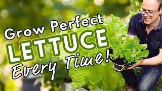 How To Grow Perfect Lettuce Every Time! 