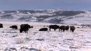 Eastmans' Hunting TV - Mike Eastman's Wyoming Buffalo - Outdoor Channel