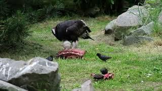 Wollkopfgeier hat Stare als Gäste zum Fressen im Tierpark Berlin