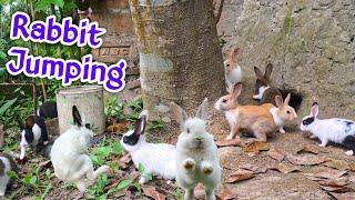 Baby Rabbit Learns To Jump | Cute Baby bunnies play hide-and-seek