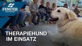 Urs Hitz und sein Therapiehund Gioia sind im Einsatz für andere