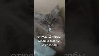 опрос: вы случяйно откусил руку химички ваши действия #мем #коты #кот #школа #химичка