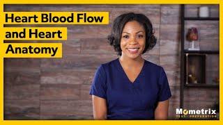 Heart Blood Flow and Heart Anatomy