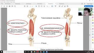 Biomecânica - Análise de Exercícios para membros inferiores - parte 1