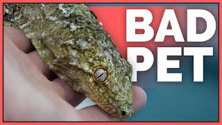 Why Leachianus Geckos are Bad Pets - Overrated Reptiles