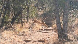Mountain Lion Hunts Deer