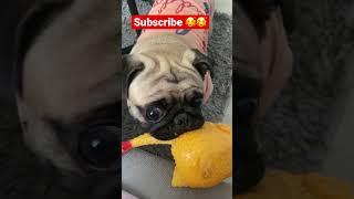 Pug play time #viral #cute #pug #doglover #dog #puggy #pugnation #minnie #cutepug #petlovers