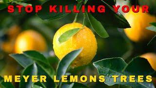 STOP KILLING YOUR MEYER LEMONS TREES  #RECOVERYMEYERLEMONS #DAMAGEDMEYERLEMONS #HEALTHYLEMONTREE