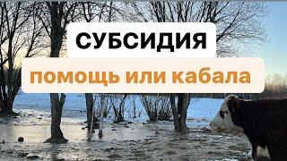 СУБСИДИИ фермеру помощь или кабала? #герефорд #субсидия #помощь #поддержка #фермер #ферма #успех#кфх