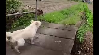 Battle S2 between Drone and Dog | Funny Doggy Running From Drone| #dog #animal #funny