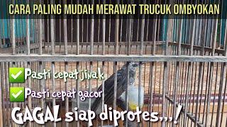 Cara paling mudah merawat TRUCUKAN OMBYOKAN agar cepat jinak dan gacor,,,BUKTIKAN,,,!