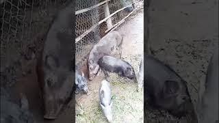 Wild boars are eating food on the farm.#trending #viral #wildlife #wildlifeworld #wildboar