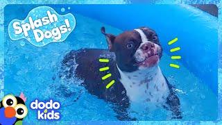 Splash Dog Gets The Biggest Surprise! | Dodo Kids | Animal Videos