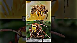 Bee VS Hornet