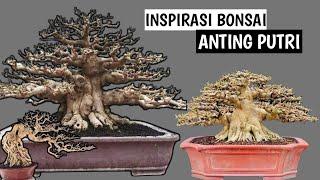 Inspirasi Bonsai Anting Putri Terbaik (Wrightia religiosa)