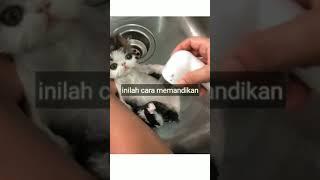 cara memandikan kucing kecil umur 3 bulan#shorts