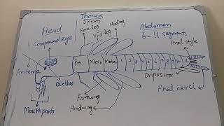 Insect external morphology - Entomology