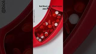 RBC and WBC in blood Animation